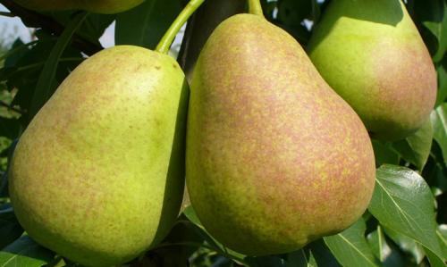 Уход за саженцами груши. Выращивание груши: советы опытных дачников