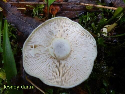 Рядовка серая, как готовить. Рядовка серая – описание и фото