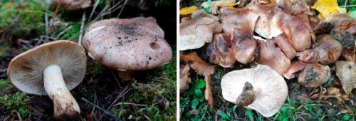 Рядовка тополевая, как готовить. Как солить подтопольники холодным и горячим способом: рецепты классические и экзотические