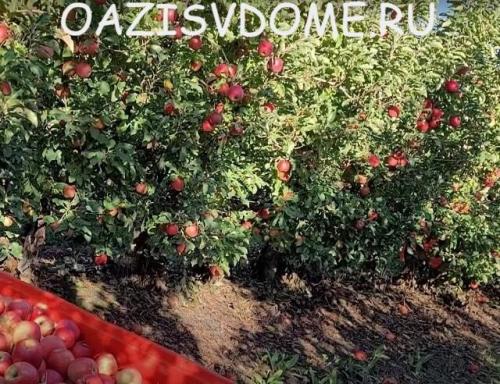 Подкормка яблонь осенью навозом. Чем подкормить груши и яблони после сбора на них урожая осенью