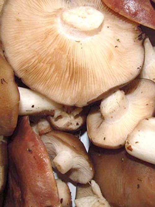 Жареные рядовки на зиму. Лучшие способы заготовки рядовок на зиму