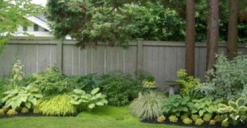 Какие деревья посадить на участке вдоль забора. Что посадить вдоль забора в тени?