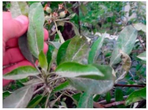 В чем заключается уход за яблоней весной. Уход в весенний период 03 В чем заключается уход за яблоней весной. Уход в весенний период 03