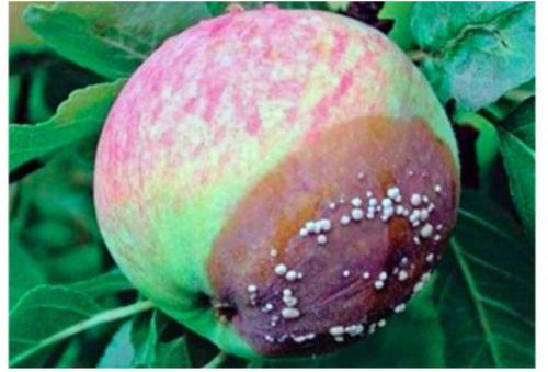 В чем заключается уход за яблоней весной. Уход в весенний период 06 В чем заключается уход за яблоней весной. Уход в весенний период 06