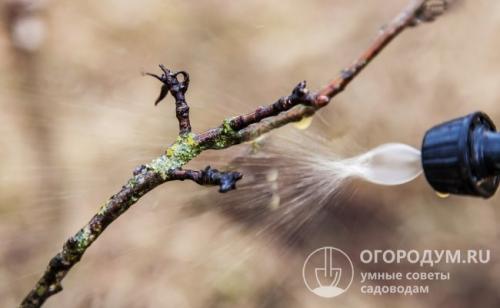 Уход за яблоней весной борьба с вредителями. Чем обрабатывать яблони ранней весной от вредителей и болезней