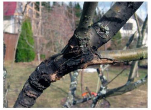 В чем заключается уход за яблоней весной. Уход в весенний период 07 В чем заключается уход за яблоней весной. Уход в весенний период 07