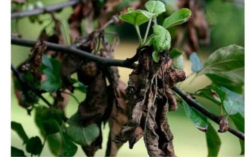 В чем заключается уход за яблоней весной. Уход в весенний период 08 В чем заключается уход за яблоней весной. Уход в весенний период 08