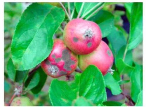В чем заключается уход за яблоней весной. Уход в весенний период 04 В чем заключается уход за яблоней весной. Уход в весенний период 04