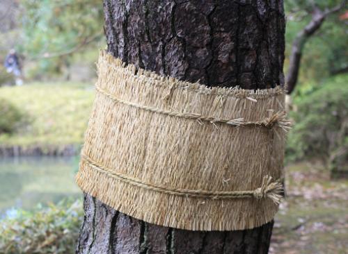 Уход за яблоней весной в сибири. Как правильно ухаживать за яблоней весной, чтобы осенью быть с урожаем?