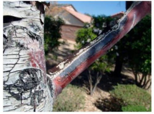 В чем заключается уход за яблоней весной. Уход в весенний период 05 В чем заключается уход за яблоней весной. Уход в весенний период 05