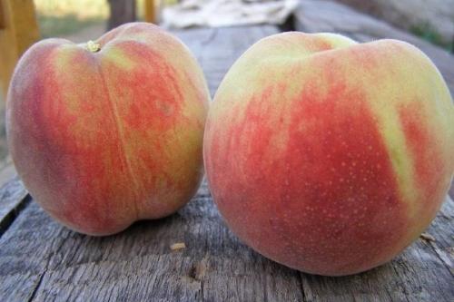 Ранние сорта персиков. Самые лучшие сорта персиков с фото и описанием