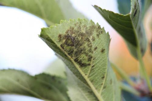 Болезни яблонь. Болезни