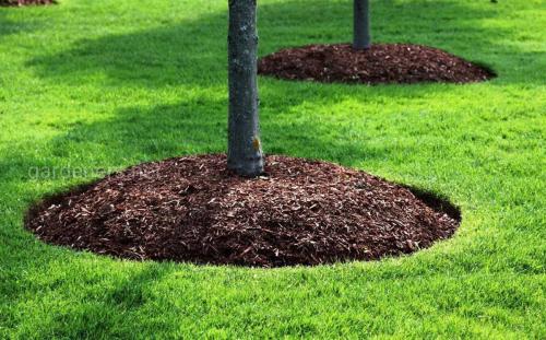 Как правильно копать приствольный круг. Перекопка приствольного круга