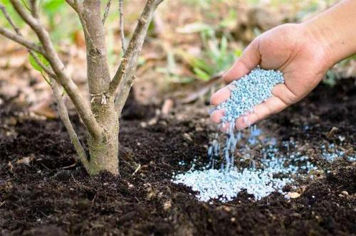 Уход за садом осенью. Осенняя подкормка плодовых деревьев