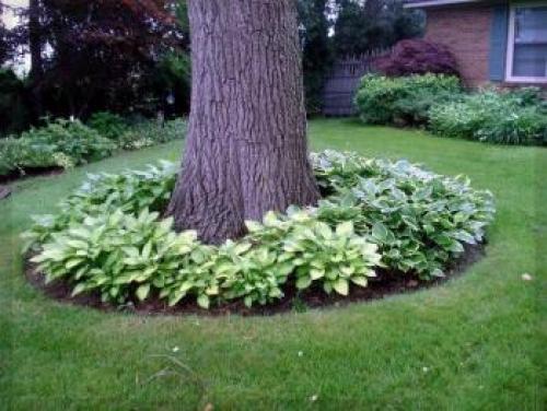 Нужно ли Перекапывать землю под плодовыми деревьями. Приствольный круг Перекапывать ли участок под деревом?