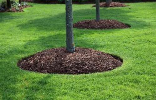 Нужно ли Перекапывать землю под плодовыми деревьями. Приствольный круг Перекапывать ли участок под деревом?