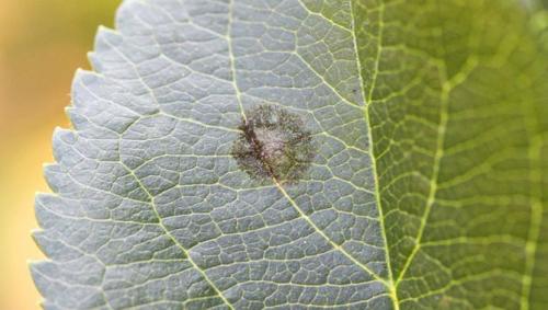 Болезни яблонь. Болезни