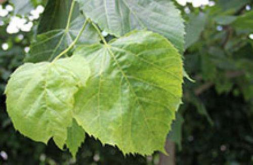 Яблоня после большого урожая. Дел.  Правильно формируем яблоню 13