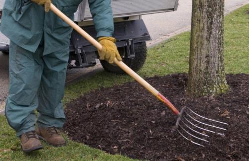 Уход за яблонями весной и осенью после сбора урожая. Все об уходе за яблонями осенью 09