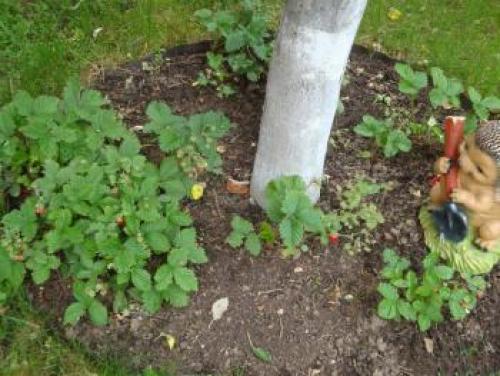 Нужно ли Перекапывать землю под плодовыми деревьями. Приствольный круг Перекапывать ли участок под деревом?