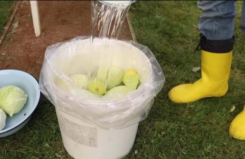 Быстрая квашеная капуста без сахара. Как заквасить капусту без соли и сахара? 2 старинных рецепта: полезно и вкусно!