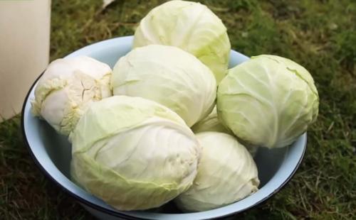 Быстрая квашеная капуста без сахара. Как заквасить капусту без соли и сахара? 2 старинных рецепта: полезно и вкусно!