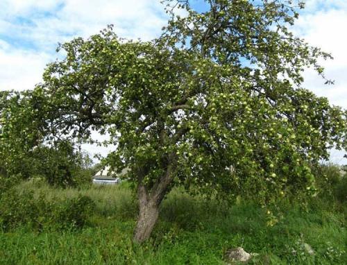 Сорт ранних яблок. Ранние сорта яблок для Подмосковья