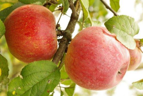 Сорт ранних яблок для Подмосковья. Лучшие сорта яблок для Подмосковья: фото, названия и описания (каталог)