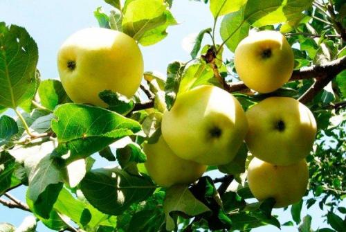 Сорт ранних яблок для Подмосковья. Лучшие сорта яблок для Подмосковья: фото, названия и описания (каталог)
