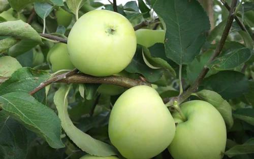 Сорт ранних яблок. Ранние сорта яблок для Подмосковья
