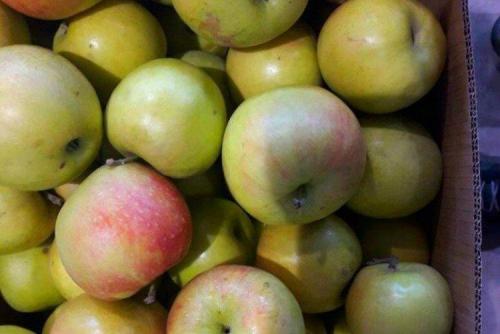 Сорт ранних яблок для Подмосковья. Лучшие сорта яблок для Подмосковья: фото, названия и описания (каталог)