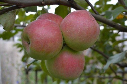 Сорт ранних яблок для Подмосковья. Лучшие сорта яблок для Подмосковья: фото, названия и описания (каталог)