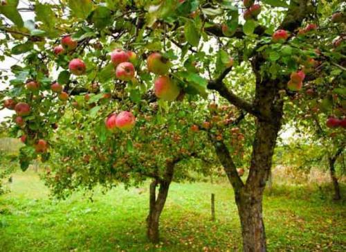 Сорт ранних яблок. Ранние сорта яблок для Подмосковья