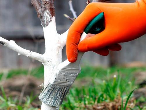 Как ухаживать за яблонями весной. Как ухаживать за яблоней весной 01