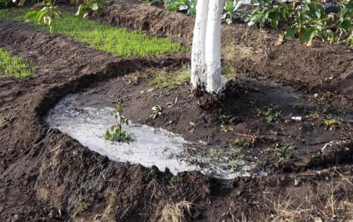 Как ухаживать за яблонями весной. Как ухаживать за яблоней весной 15