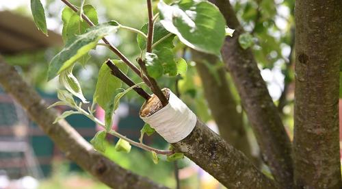 Как ухаживать за яблонями весной. Как ухаживать за яблоней весной 08