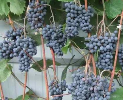 Поздние сорта вишни для Волгоградской области. Растениеводы назвали пять лучших сортов вишни для Волгоградской области 04