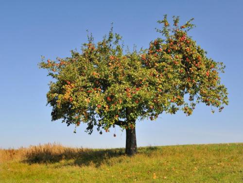 Уход и выращивание яблони. Как посадить яблоню и ухаживать за ней, чтобы она плодоносила много лет: советы и рекомендации (Фото  Видео) +Отзывы