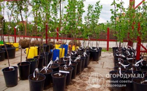 Летний сорт яблок сладкие. Летние сорта яблок