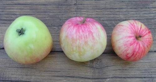 Летний сорт яблок. Различные летние сорта яблонь