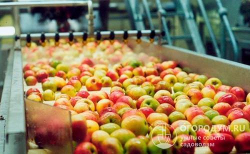 Летний сорт яблок сладкие. Летние сорта яблок