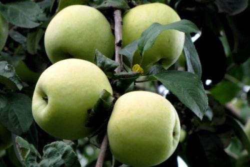 Летний сорт яблок с розовой мякотью. Летние сорта