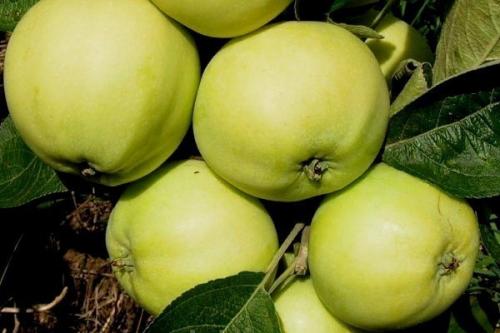 Летний сорт яблок с розовой мякотью. Летние сорта