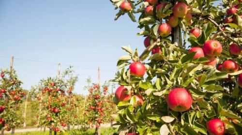 Почему не плодоносит колоновидная яблоня. Все об уходе за колонновидной яблоней