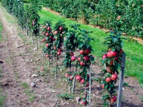 Как обрезать колонновидную яблоню осенью и весной. Как правильно обрезать? 10