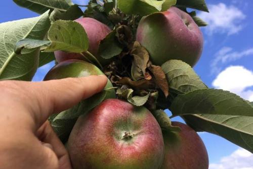 Загущенная колоновидная яблоня. Колоновидная яблоня: сорта, уход и выращивание (фото)