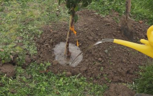 Как обрезать колонновидную яблоню осенью и весной. Как правильно обрезать? 17