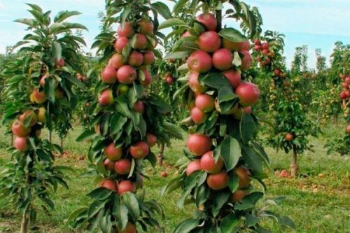 Загущенная колоновидная яблоня. Колоновидная яблоня: сорта, уход и выращивание (фото)