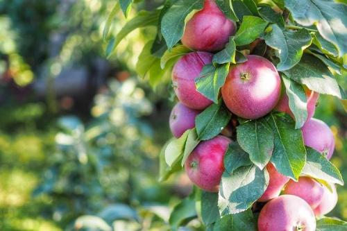 Загущенная колоновидная яблоня. Колоновидная яблоня: сорта, уход и выращивание (фото)