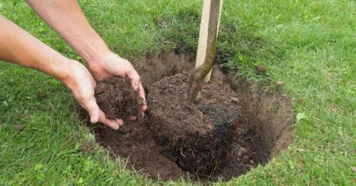 Как обрезать колонновидную яблоню осенью и весной. Как правильно обрезать? 13